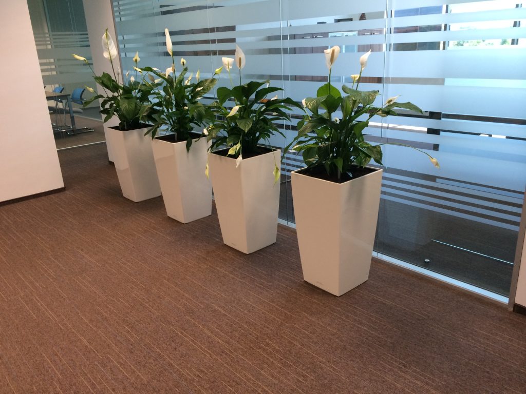 Inspirație - amenajări cu plante de interior 3 IMG 1472